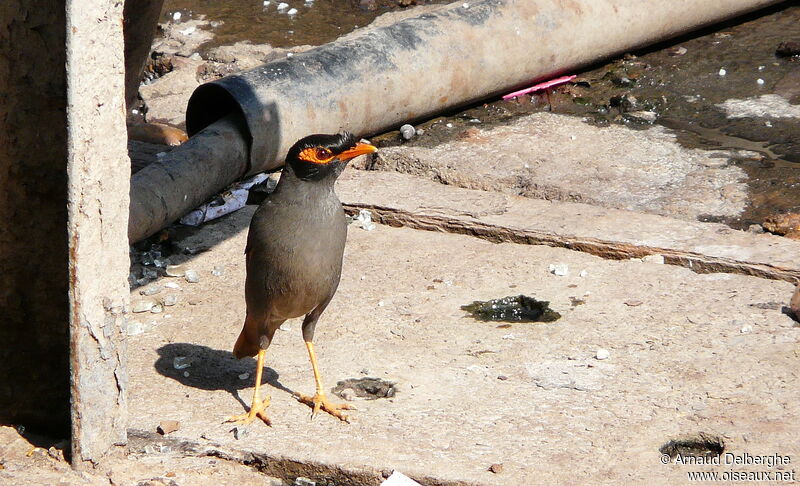 Bank Myna