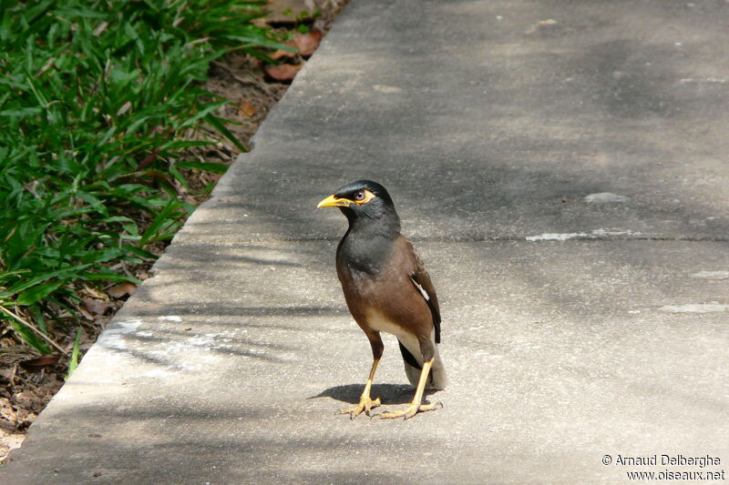 Common Myna