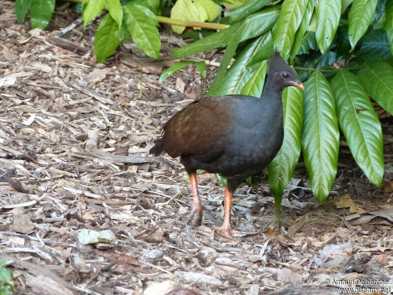 Orange-footed Scrubfowl