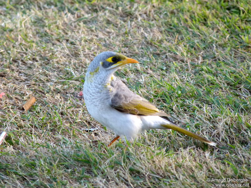 Yellow-throated Miner