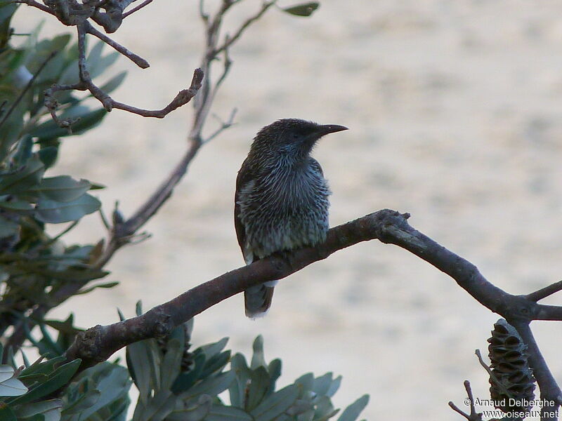 Little Wattlebird