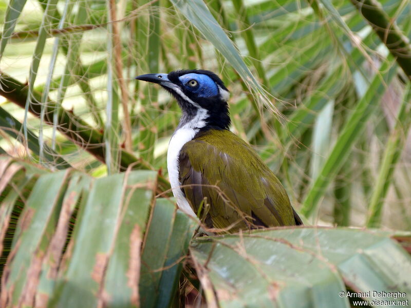 Méliphage à oreillons bleus