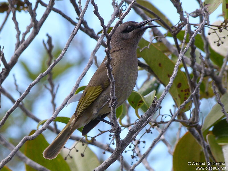 Grey-eared Honeyeater