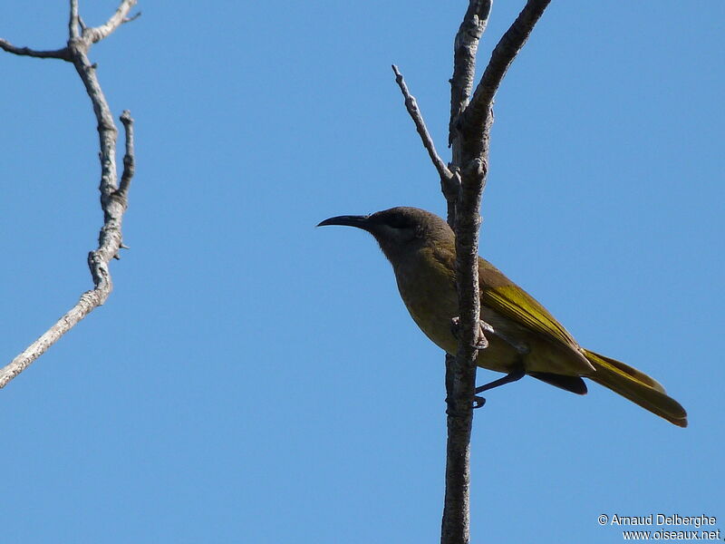 Grey-eared Honeyeater