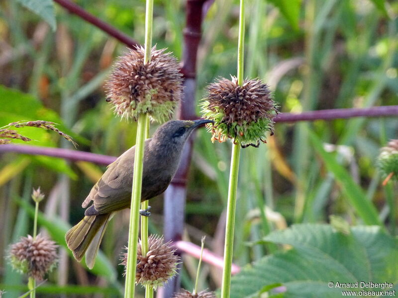 Grey-eared Honeyeater