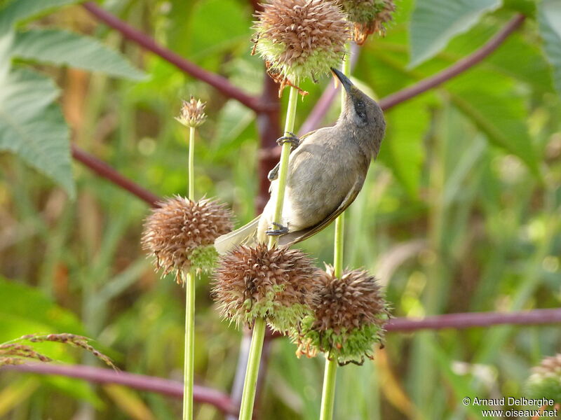 Grey-eared Honeyeater