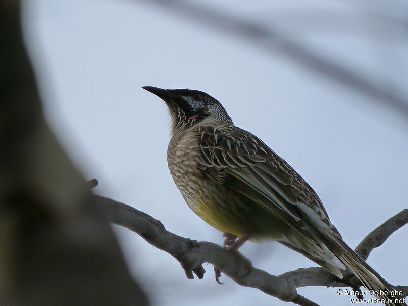 Red Wattlebird