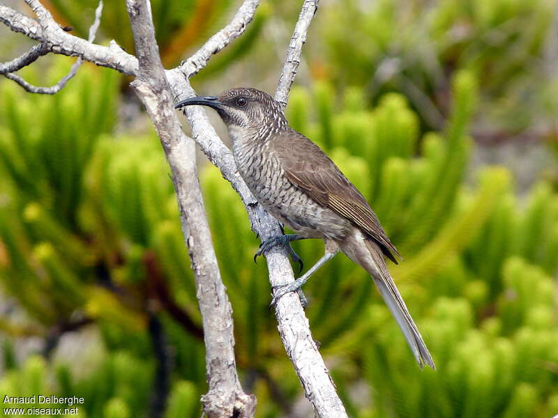 Barred Honeyeateradult, identification