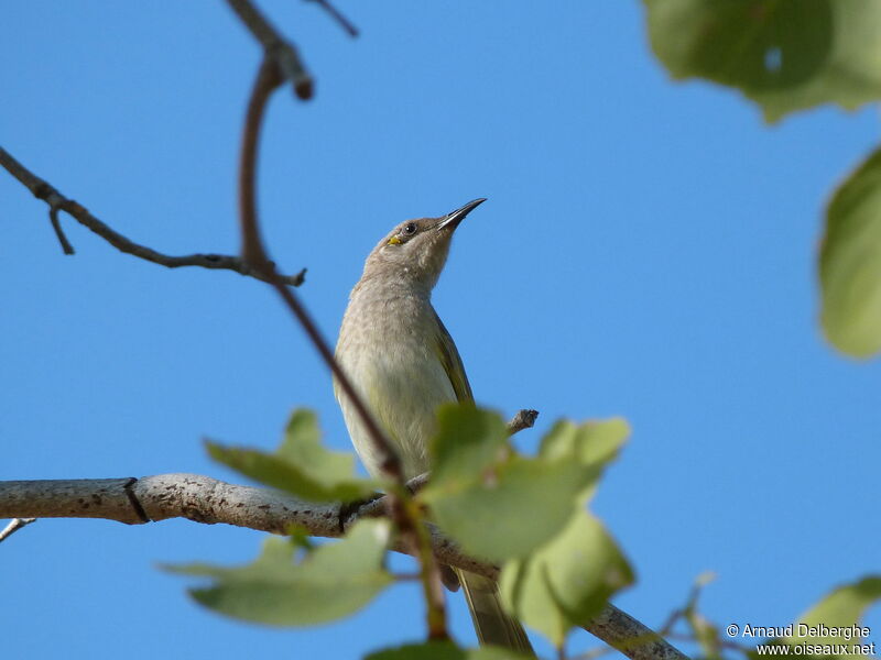 Brown Honeyeater