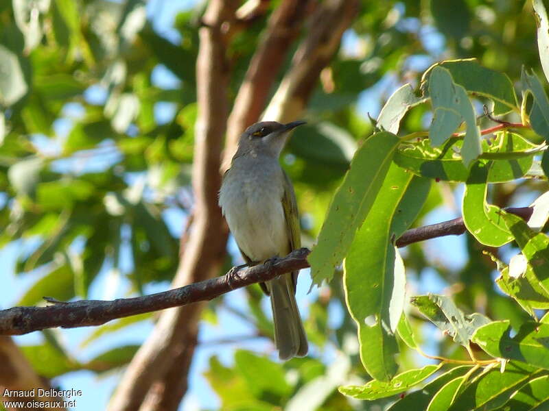 Brown Honeyeater male adult, habitat