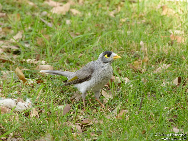 Noisy Miner