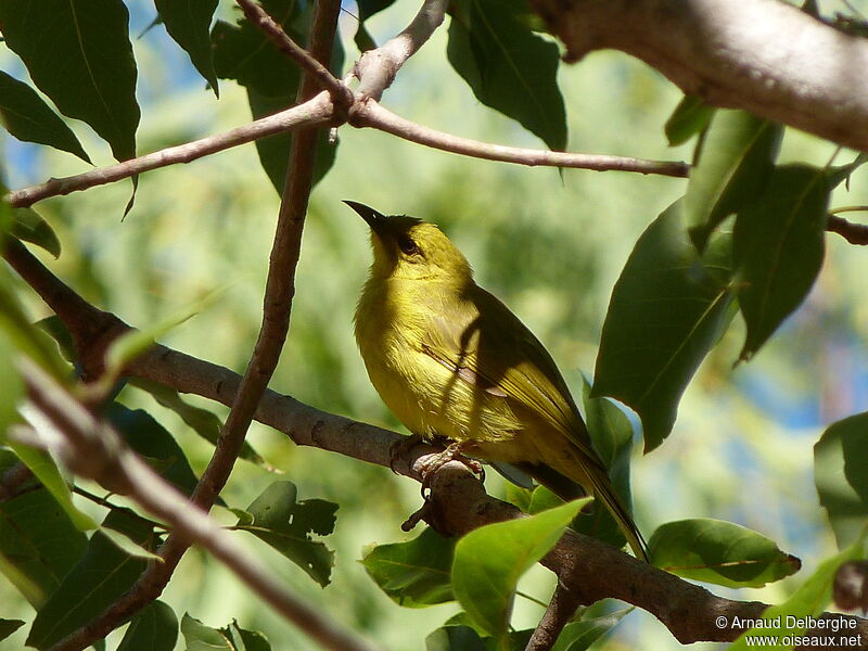 Yellow Honeyeater