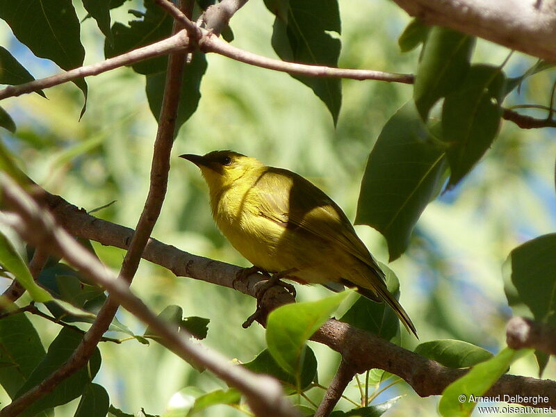 Yellow Honeyeater