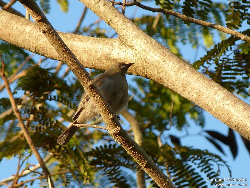 White-gaped Honeyeater