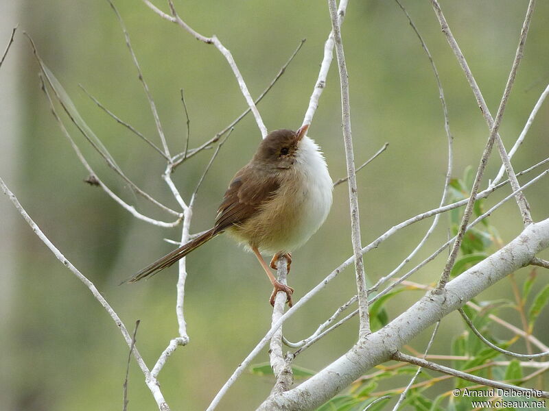 Red-backed Fairywren