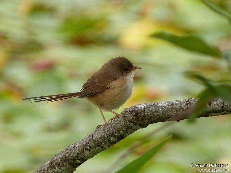 Red-backed Fairywren female adult