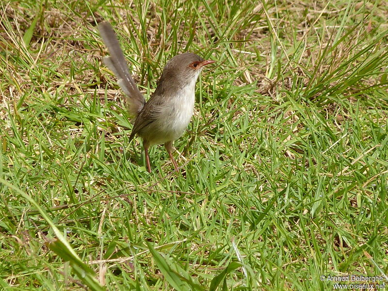 Superb Fairywren female