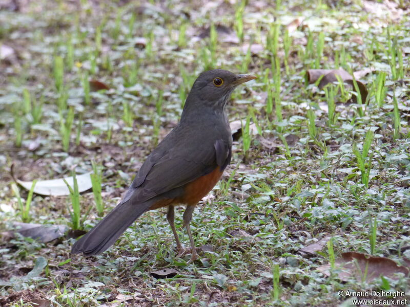 Rufous-bellied Thrush