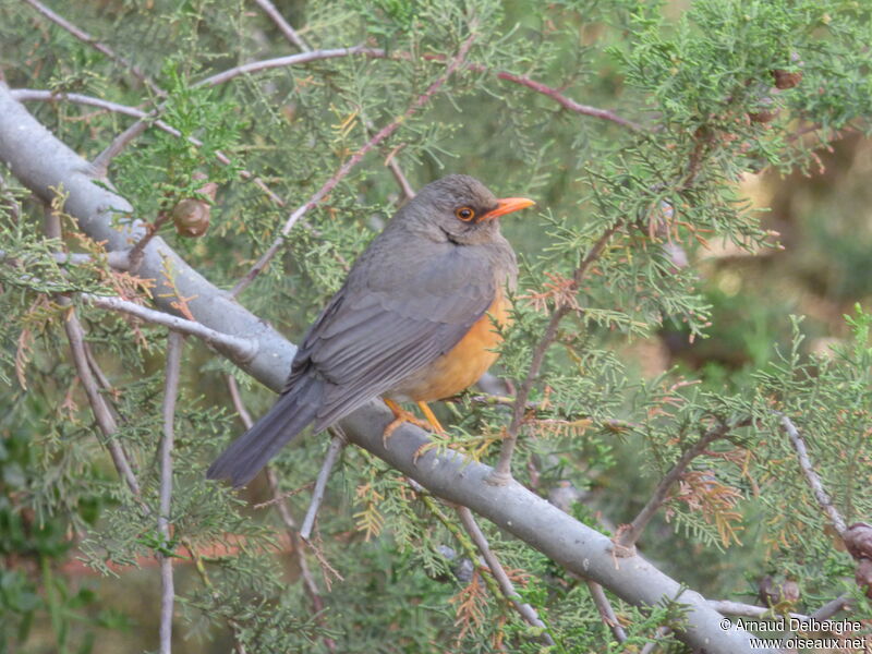 Abyssinian Thrush