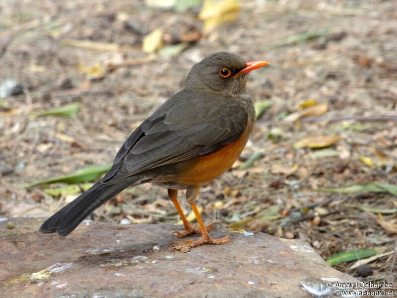 Abyssinian Thrush