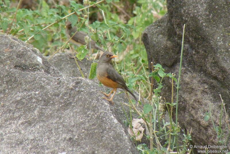 Abyssinian Thrush