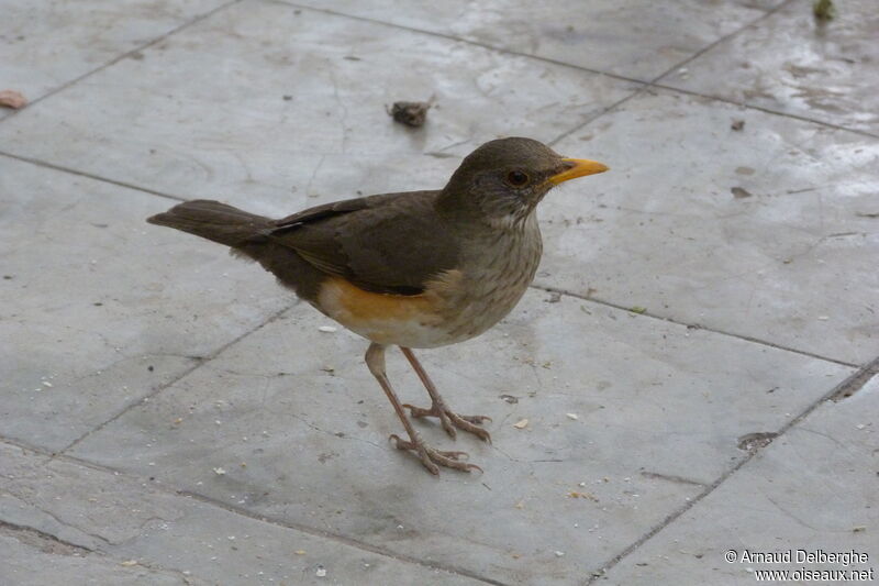 African Thrush