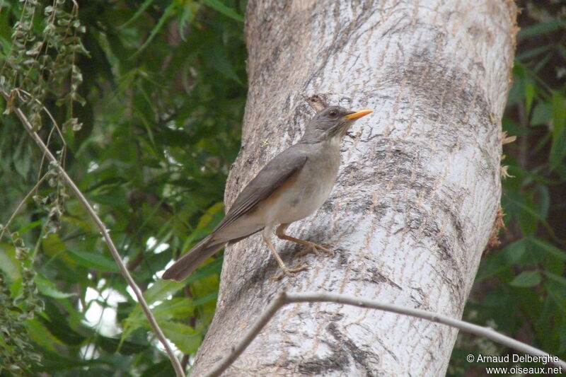 African Thrush