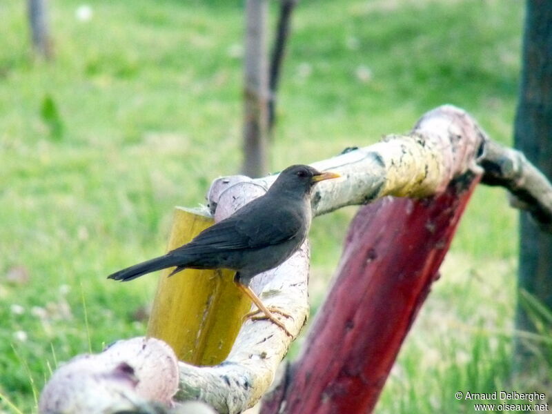 Chiguanco Thrush