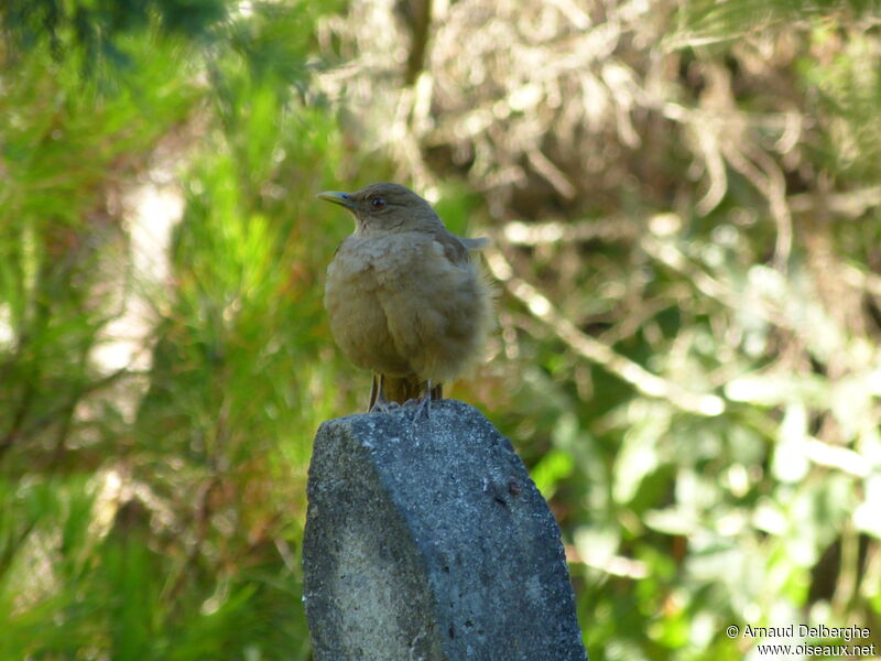 Clay-colored Thrush