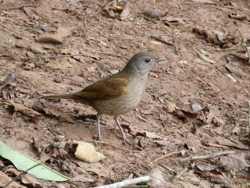 Pale-breasted Thrush