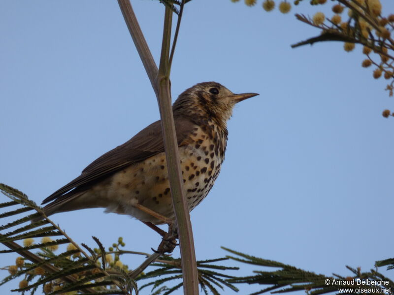 Groundscraper Thrush