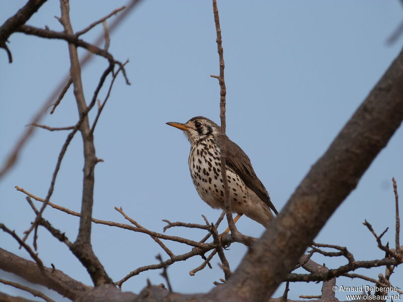 Groundscraper Thrush