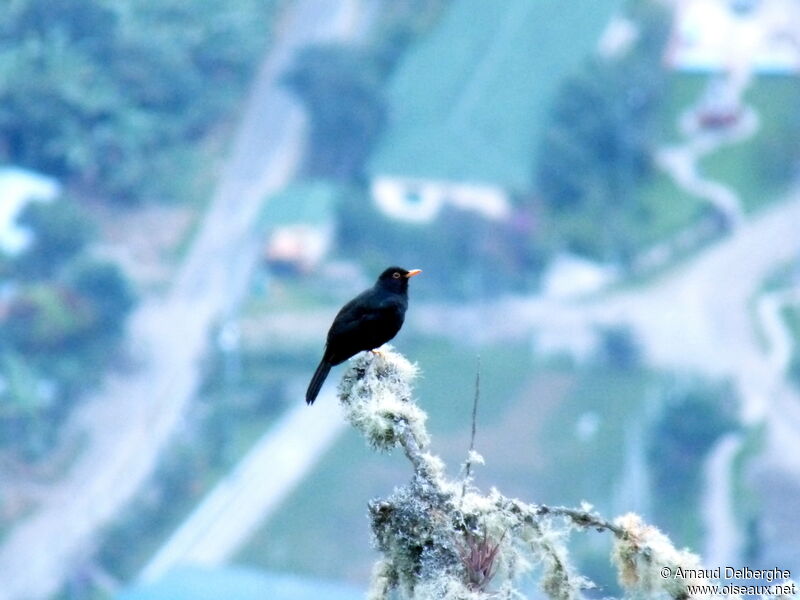 Glossy-black Thrush