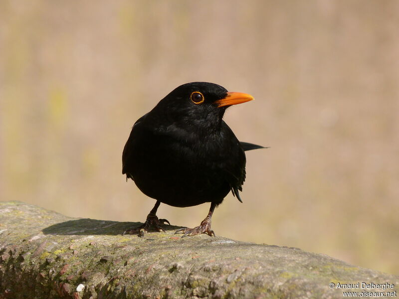 Common Blackbird