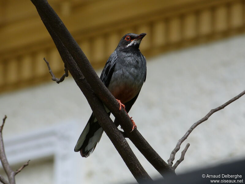 Red-legged Thrush