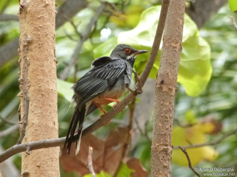 Red-legged Thrush