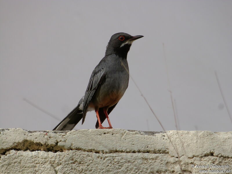 Red-legged Thrush