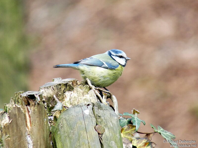 Eurasian Blue Tit