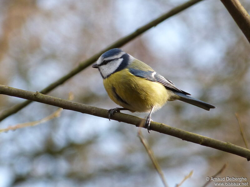 Mésange bleue