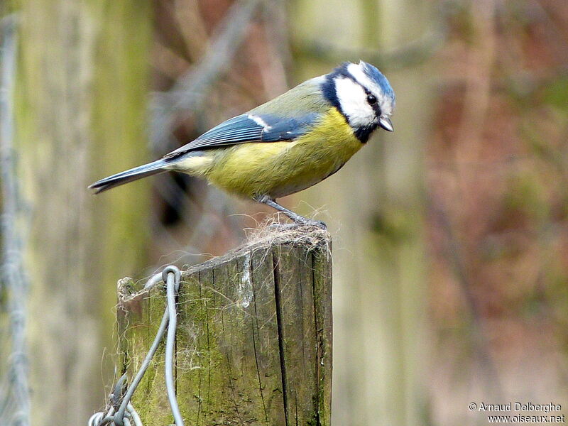 Eurasian Blue Tit