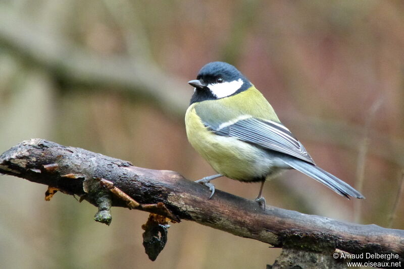 Great Tit