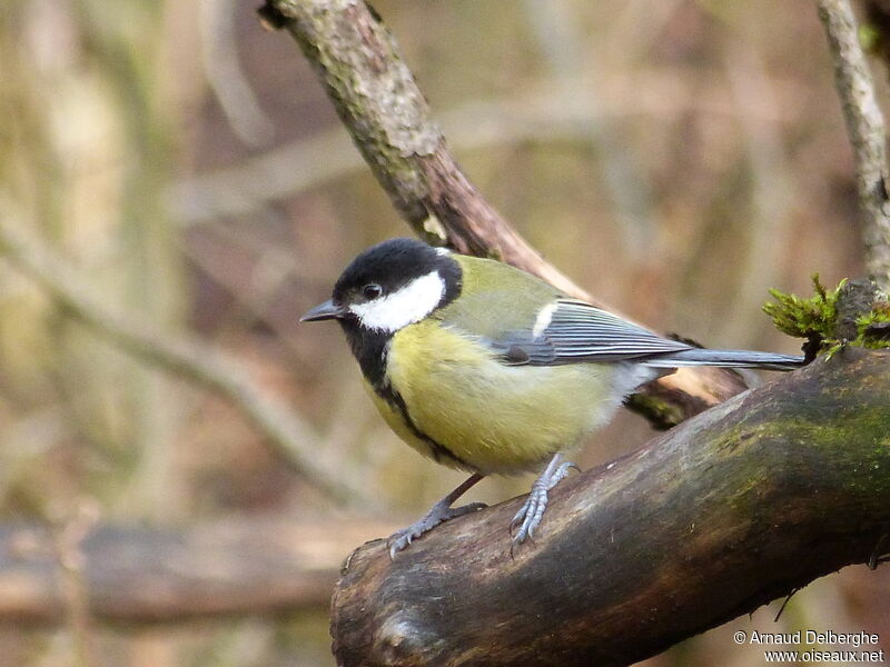 Mésange charbonnière