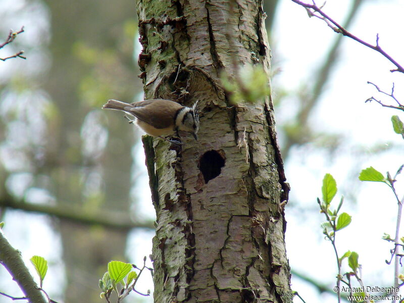 Mésange huppée