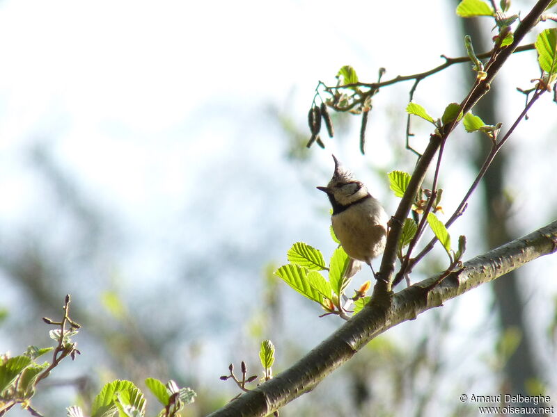 Crested Tit