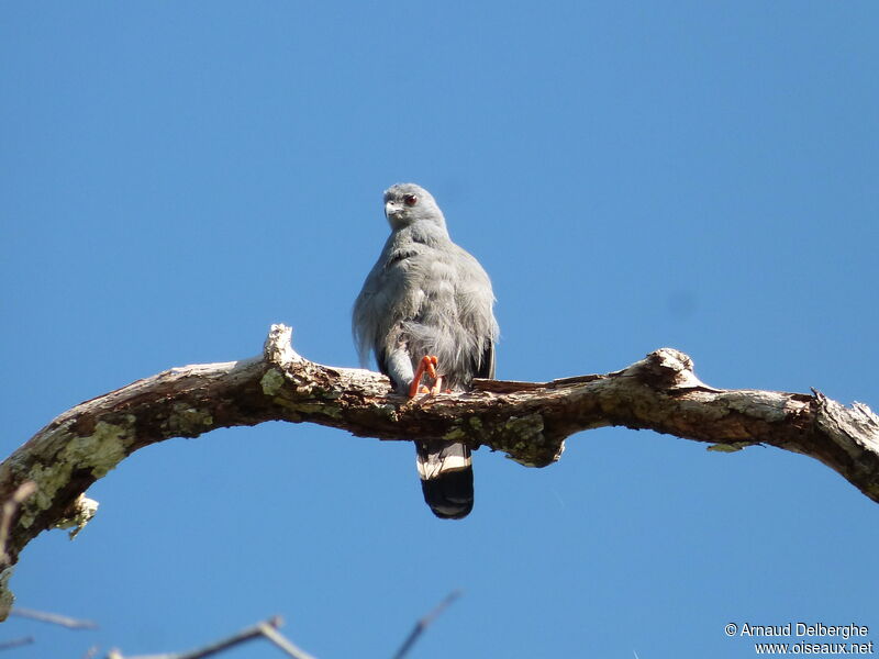 Plumbeous Kite