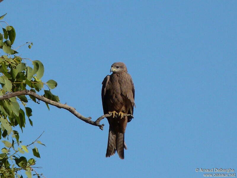 Black Kite