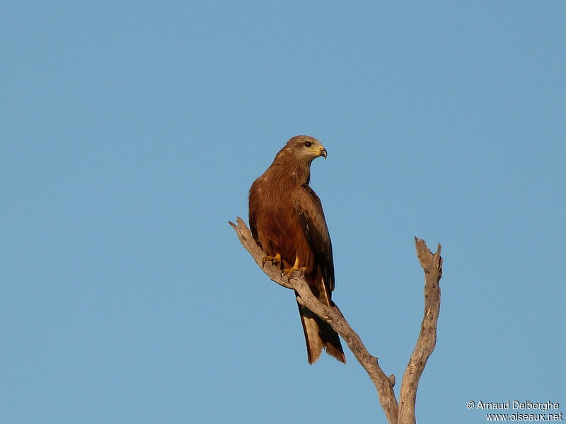 Black Kite