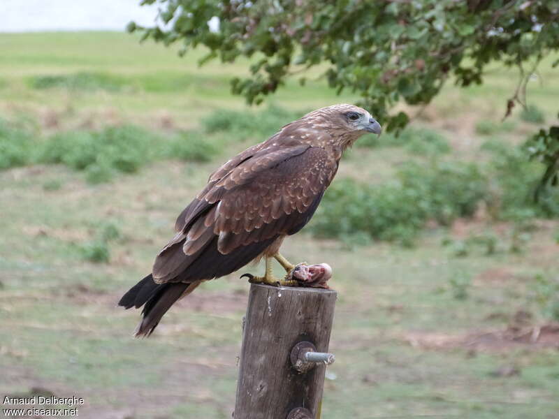 Brahminy Kitejuvenile, identification