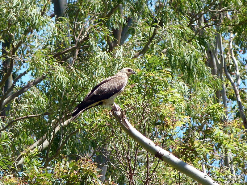 Whistling Kite