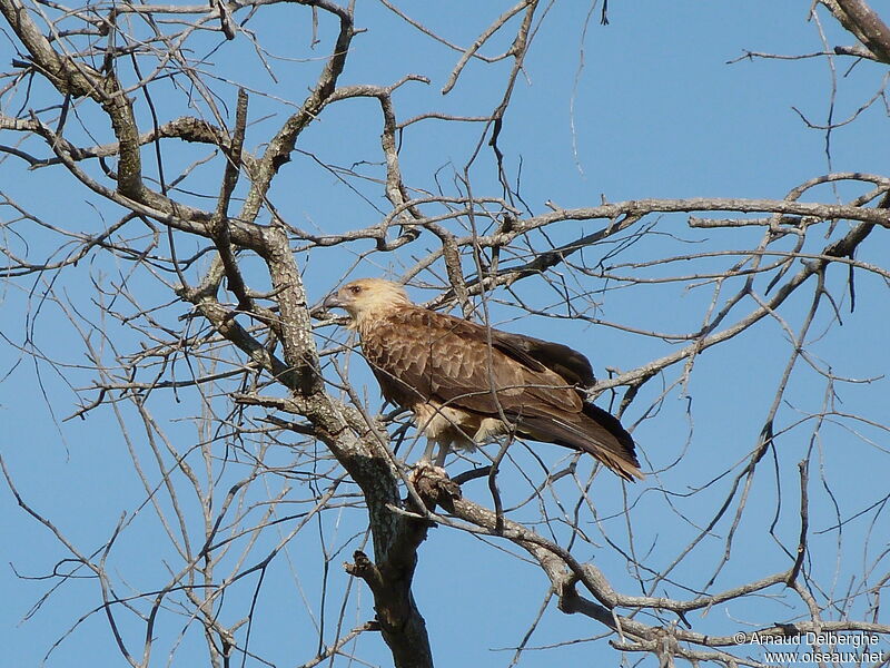 Whistling Kite